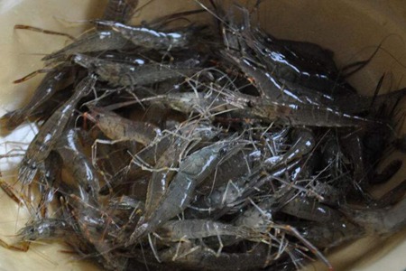 河虾的功效与作用,这四个吃干河虾的营养价值