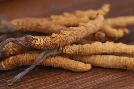 冬虫夏草的功效与作用,这四个功效美容养颜静心安神