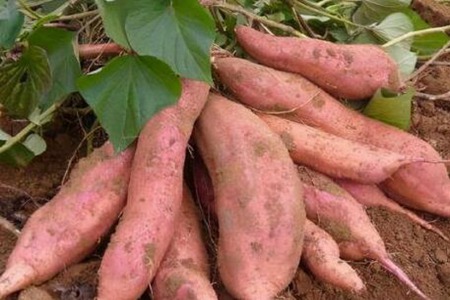 便秘吃什么效果最快?这四个食物加速肠胃蠕动改善便秘