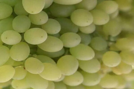 青提子的功效与作用,这五个女人吃青提子的好处