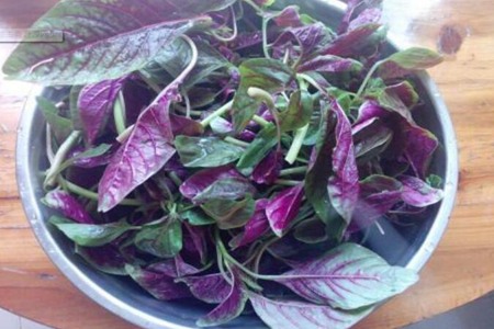 苋菜的功效与作用,这五个吃苋菜的营养成分和功效