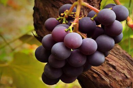 缺铁性贫血吃什么好?这五个食物有助于纠正贫血