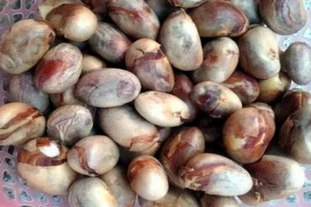 菠萝蜜核的功效与作用,这五个女人吃菠萝蜜核的营养价值