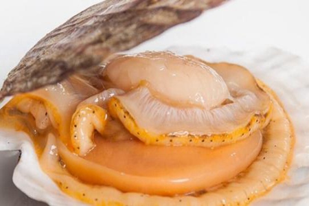 扇贝的功效与作用?这三个女人吃扇贝的营养价值