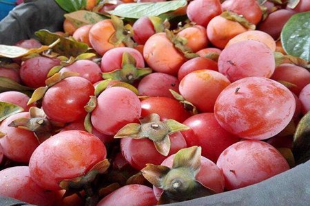 湿气不能吃的水果有哪些？这三个水果会湿气重的表现