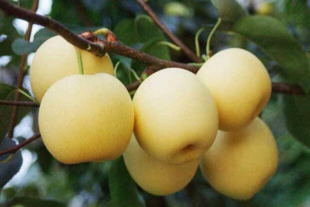 什么食物可以养肺呢?女性常吃这几种白色食物效果更佳!