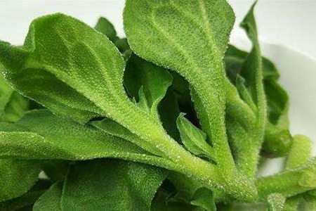 冰菜的功效和作用，这五个女人吃冰菜的营养价值