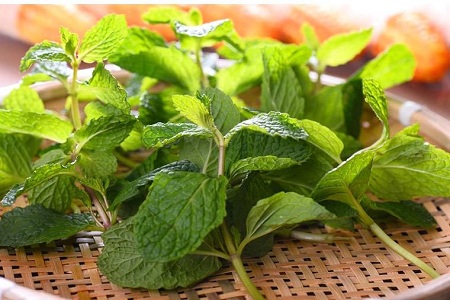 女性肝火旺盛爱冒痘,治疗就用薄荷疏肝行气