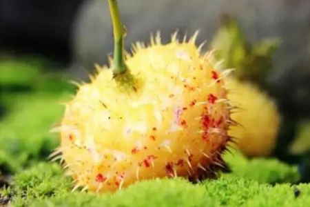 维生素C的蔬菜水果有哪些呢?(这5种食物富含维生素C)