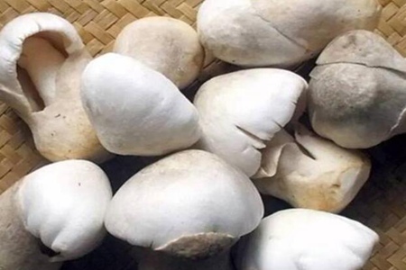 草菇的功效与作用,这五个草菇的营养价值及功效