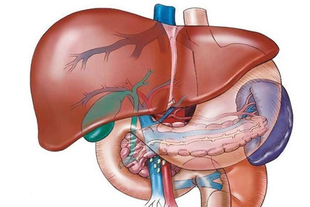 肝硬化喜欢这三类人,这两个部位会呈现肝硬化的早期症状