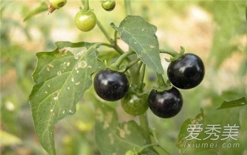 龙葵是黑枸杞吗 龙葵怎么吃抗癌好