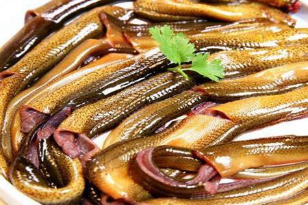 黄鳝的功效与作用,这五个女人吃黄鳝的营养价值和功效