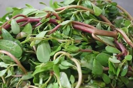 上火吃什么可以降火？这四个食物上火降火最快的速度