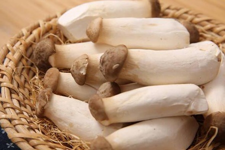 杏鲍菇的功效与作用,五个女人吃杏鲍菇的营养价值