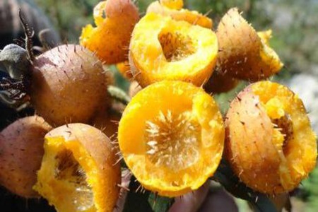 女人来月经吃什么好?这四种食物女性经期补气血