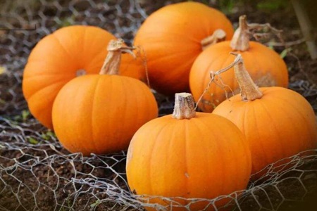 补脾的食物有哪些？这五种食物女人补脾的最佳方法