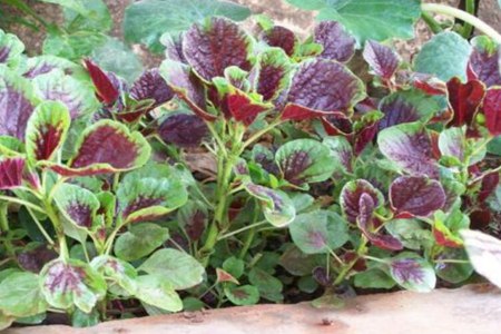 苋菜的功效与作用,这五个吃苋菜的营养成分和功效