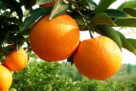 低血糖的人吃什么东西最好？这四个食物多吃能改善病情