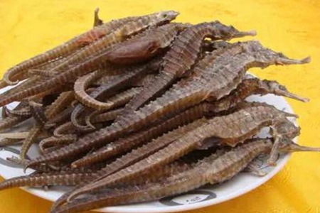 海马的功效与作用，这四个海马的营养价值