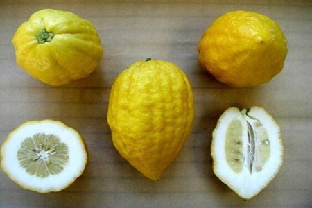 香橼的功效与作用,这五个香橼的药用价值