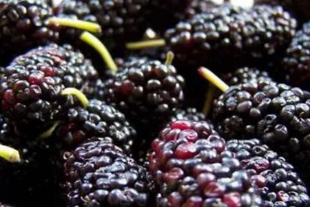 肝不好吃什么调理最好?这四种食物有助于养肝护肝