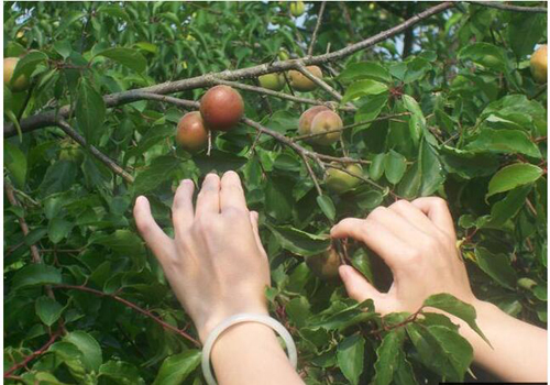 喝白酒前吃什么不伤胃