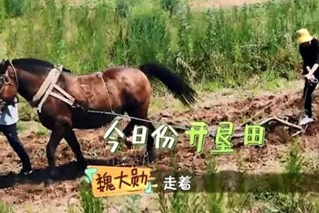 隐形富二代魏大勋开荒犁地 大勋真是抠门一男演员吗