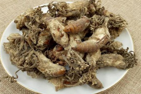 金蝉花功效与作用，这五个女人吃金蝉花的营养功效