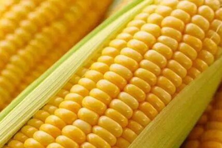 胃胀气吃什么食物?这五个食物有助于养胃护胃