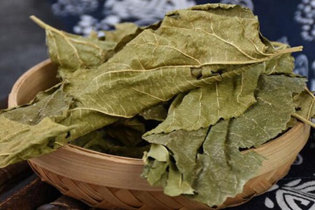 桑叶茶的功效与作用,这五个女人喝桑叶茶的好处