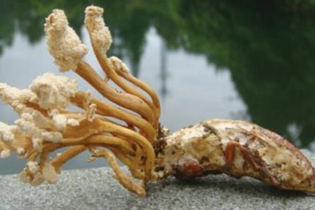 金蝉花功效与作用，这五个女人吃金蝉花的营养功效