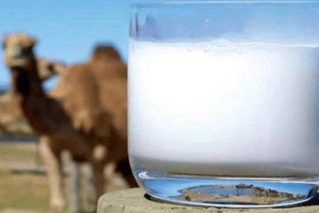 骆驼奶的功效和作用,这五个骆驼奶对女人的好处