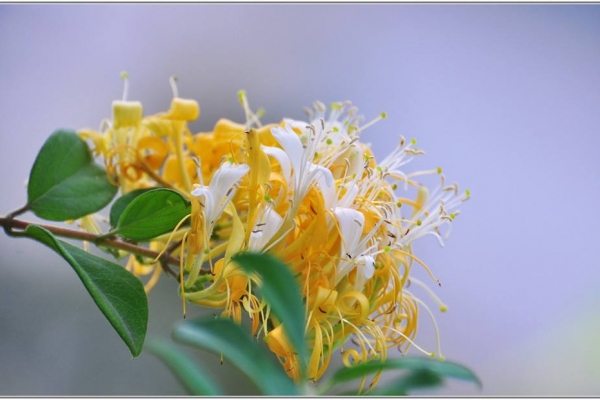 女性养生美容最适合喝的4款茶