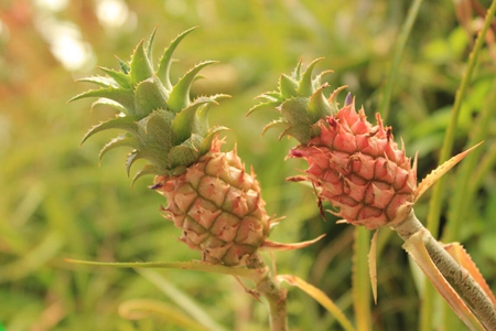 什么水果抗病效果好？女生常吃这七种生果可以抵抗病菌