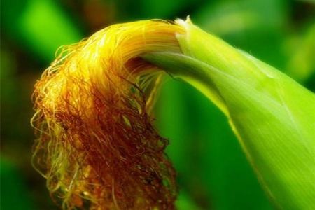 尿酸高吃什么？每天坚持吃一些这5样能起到降低尿酸的作用