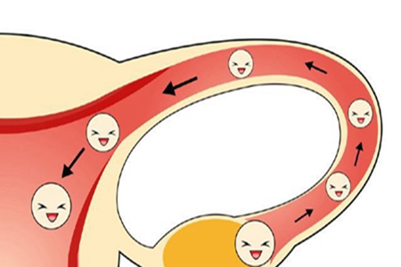 影响卵子质量的因素有哪些?了解女性保健知识拥有完美人生