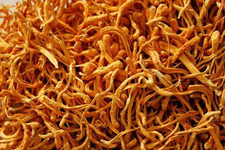 虫草花的功效与作用,这五个女人吃虫草花的营养价值