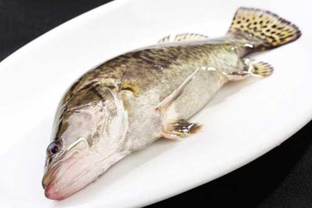 桂鱼的功效与作用,这四个女人吃桂鱼的营养价值及功效