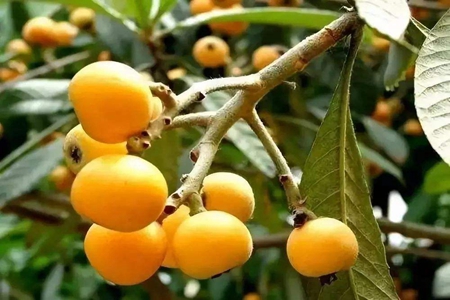 女性多吃枇杷有这些功效，吃枇杷注意事项