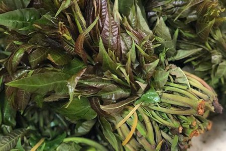 香椿芽怎么保存才新鲜?这三个香椿芽的储存方法