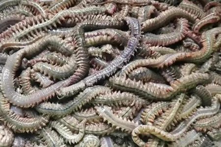 沙蚕的功效与作用，这五个女人吃沙蚕的药用价值