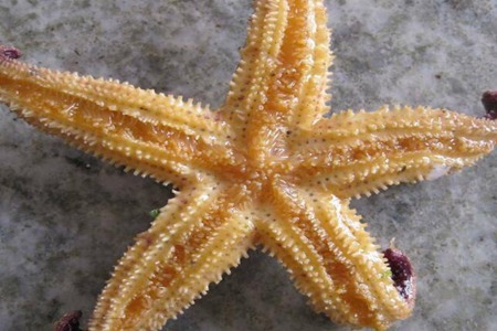 海星的功效与作用,这五个女人吃海星的营养价值及功效