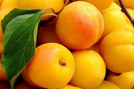 杏子的功效和作用是什么?五个女人吃杏子的营养价值