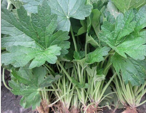 野菜图片大全及名字