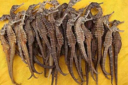 海马的功效与作用，这四个海马的营养价值