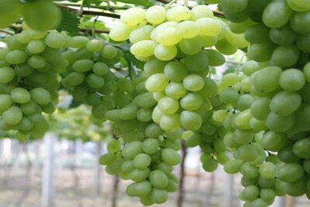 青提子的功效与作用,这五个女人吃青提子的好处