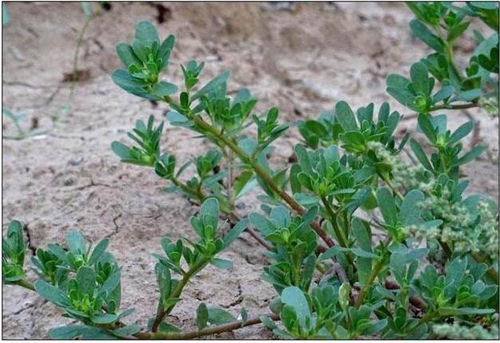 野菜图片大全及名字