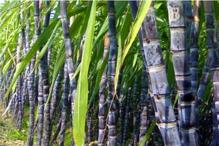 什么食物可以养肺呢?女性常吃这几种白色食物效果更佳!