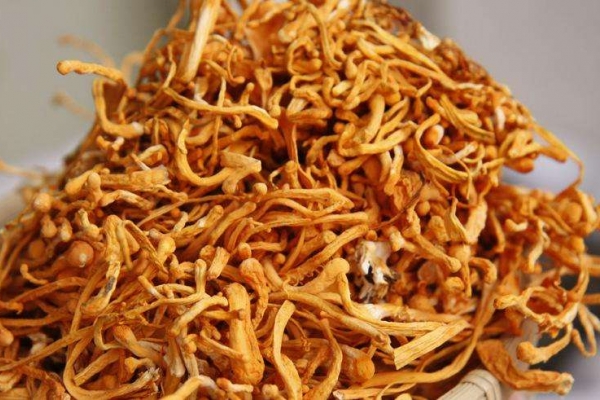 女性吃虫草花的功效与作用